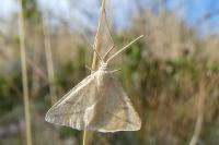 Aspitates gilvaria