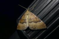 Larentia clavaria