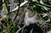 Larentia clavaria