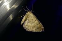 Larentia clavaria