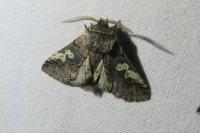 Diloba caeruleocephala