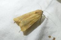 Noctua fimbriata
