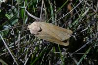 Noctua fimbriata