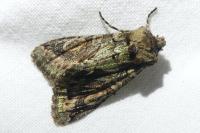 Allophyes oxyacanthae