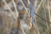 Oxybia transversella