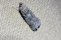 Laodamia faecella