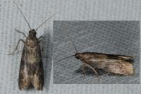 Glyptoteles leucacrinella