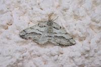 Calamodes occitanaria