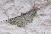 Eupithecia semigraphata
