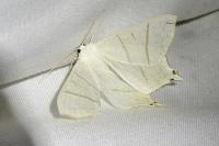 Ourapteryx sambucaria
