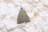 Hypena lividalis