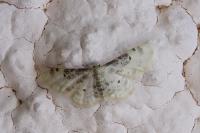 Idaea filicata