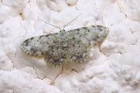 Idaea libycata