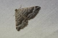 Scotopteryx vicinaria