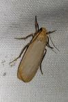 Katha depressa