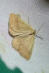 Aplasta ononaria
