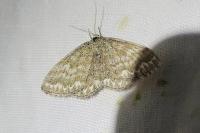 Scopula immorata