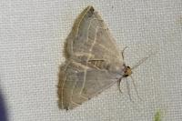 Eublemma polygramma