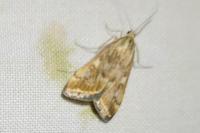 Loxostege sticticalis