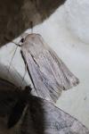 Leucania comma