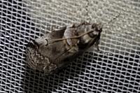 Acrobasis legatea