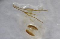 Phycitodes albatella