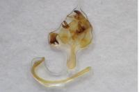 Cilix hispanica