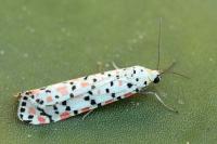 Utetheisa pulchella