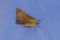 Ennomos alniaria