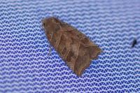 Ipimorpha retusa