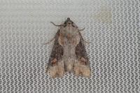 Lateroligia ophiogramma