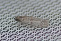 Cadra figulilella