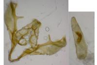 Cadra figulilella