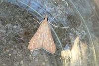 Antigastra catalaunalis