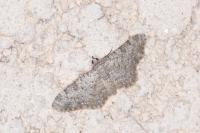 Eupithecia semigraphata