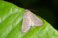 Hoplodrina ambigua