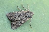 Mniotype occidentalis