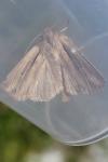 Leucania comma