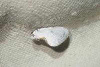 Cilix hispanica