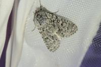 Acronicta euphorbiae