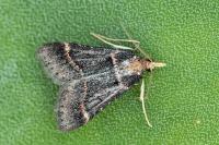Stemmatophora rungsi