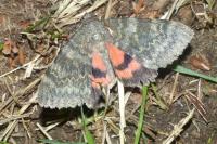 Catocala elocata
