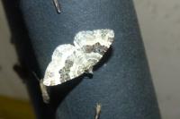 Epirrhoe alternata