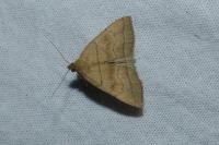 Herminia tarsicrinalis