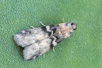 Euzophera pinguis