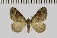 Xanthorhoe spadicearia