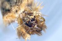 Xanthorhoe spadicearia