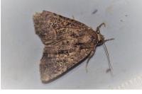Mesapamea secalis