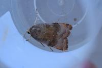 Noctua janthe/janthina