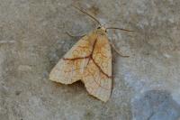 Tiliacea citrago